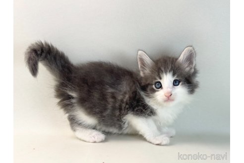 成約済の福岡県のノルウェージャンフォレストキャット-115062の11枚目