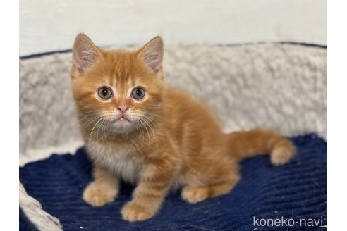 成約済の神奈川県のスコティッシュフォールド-113319の3枚目