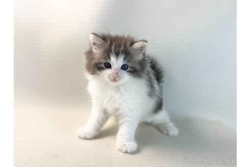 成約済の福岡県のノルウェージャンフォレストキャット-115065の10枚目