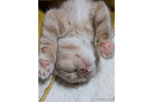 販売中の北海道のマンチカン-115068の6枚目