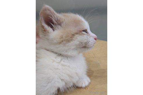 販売中の北海道のマンチカン(短足)-115070の6枚目