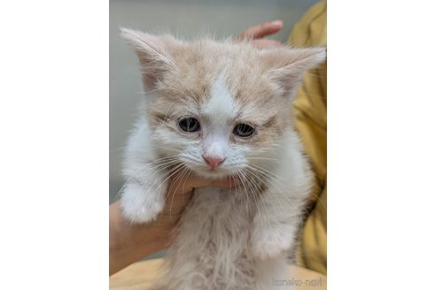 販売中の北海道のマンチカン(短足)-115070の7枚目