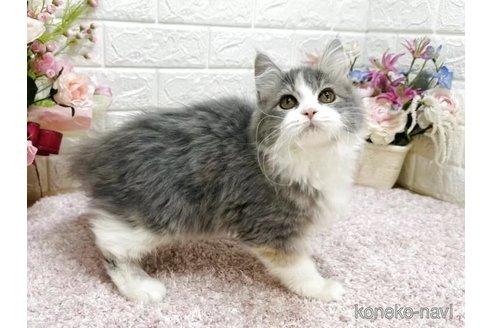 成約済の東京都のラガマフィン-115073の3枚目