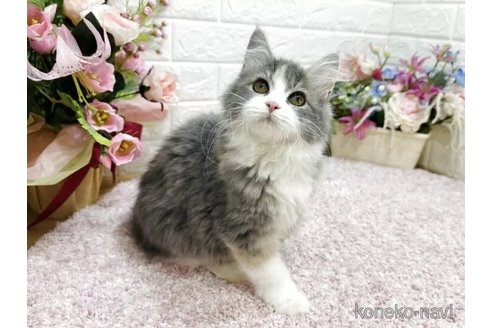 成約済の東京都のラガマフィン-115073の4枚目