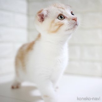 販売中の愛知県のスコティッシュフォールド-112495の11枚目