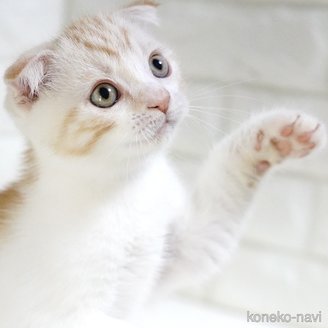 販売中の愛知県のスコティッシュフォールド-112495の12枚目