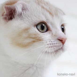 販売中の愛知県のスコティッシュフォールド-112495の14枚目