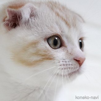 販売中の愛知県のスコティッシュフォールド-112495の3枚目