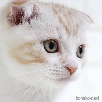 販売中の愛知県のスコティッシュフォールド-112495の4枚目