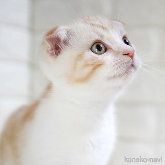 販売中の愛知県のスコティッシュフォールド-112495の5枚目