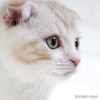 販売中の愛知県のスコティッシュフォールド-112495の1枚目