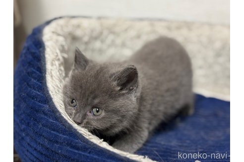 成約済の神奈川県のブリティッシュショートヘア-114696の3枚目