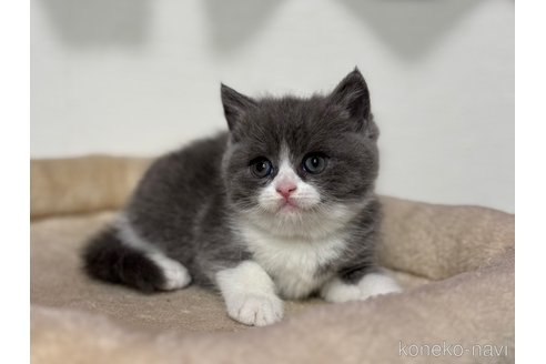 成約済の神奈川県のブリティッシュショートヘア-114698の1枚目