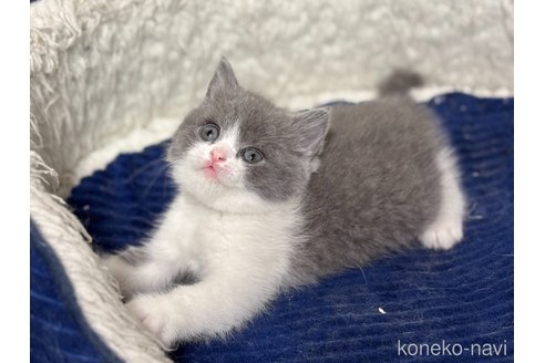 販売中の神奈川県のブリティッシュショートヘア-114699の2枚目