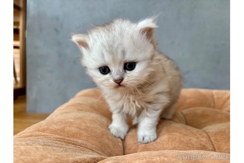販売中の岐阜県のペルシャ(チンチラ)-115088の11枚目