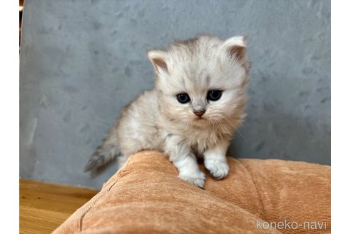販売中の岐阜県のペルシャ(チンチラ)-115088の14枚目