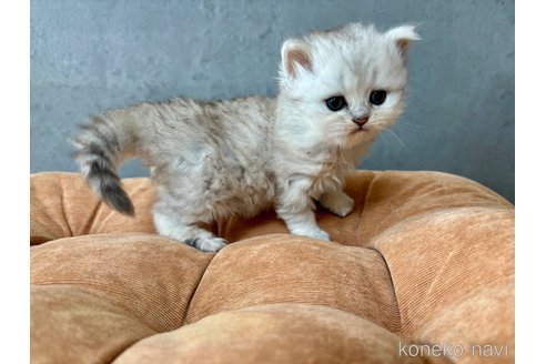 販売中の岐阜県のペルシャ(チンチラ)-115088の15枚目
