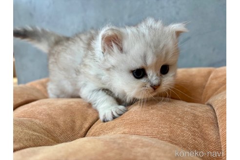 販売中の岐阜県のペルシャ(チンチラ)-115088の3枚目
