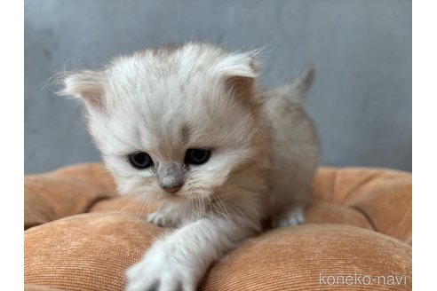 販売中の岐阜県のペルシャ(チンチラ)-115088の7枚目