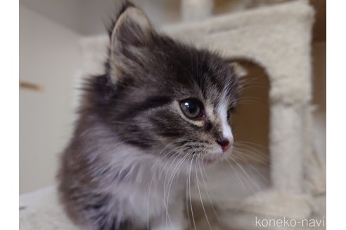販売中の埼玉県のノルウェージャンフォレストキャット-113838の24枚目