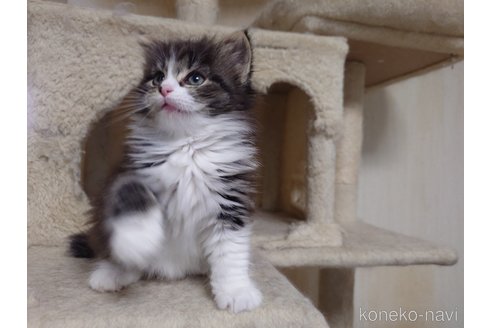 販売中の埼玉県のノルウェージャンフォレストキャット-113838の18枚目