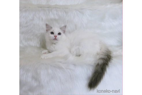 販売中の茨城県のラグドール-112508の2枚目