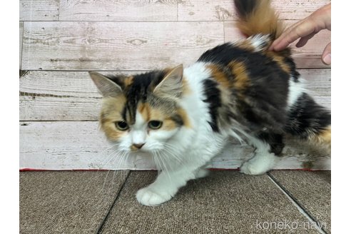 たまごちゃん1枚目