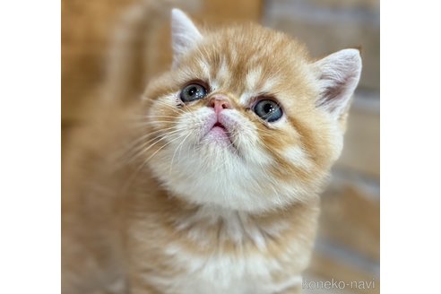 販売中の福岡県のエキゾチックショートヘア-115090の3枚目