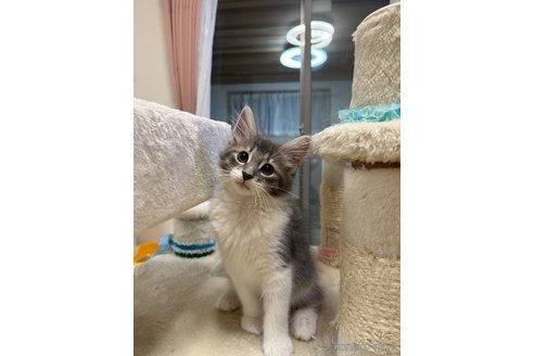 販売中の岡山県のノルウェージャンフォレストキャット-108814の2枚目