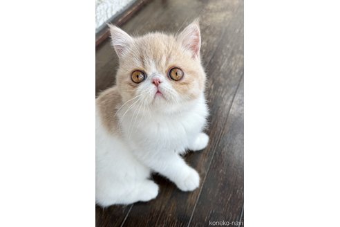 販売中の神奈川県のエキゾチックショートヘア-109878