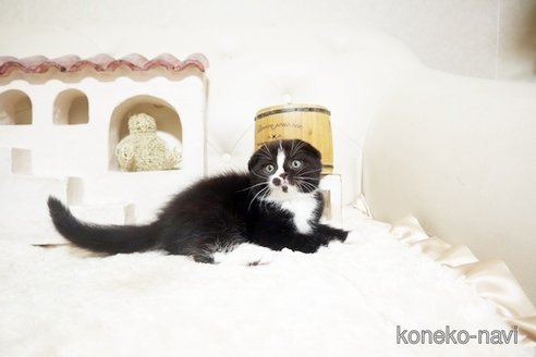 成約済の佐賀県のスコティッシュフォールド-115093の5枚目