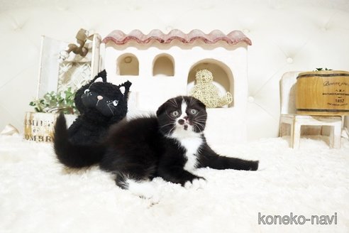 成約済の佐賀県のスコティッシュフォールド-115093の3枚目