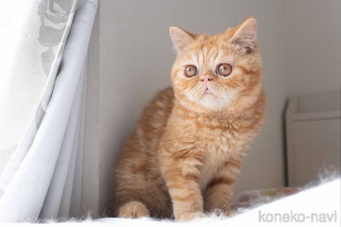 成約済の東京都のエキゾチックショートヘア-104222の13枚目