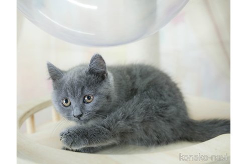 成約済の千葉県のスコティッシュフォールド-115099の11枚目