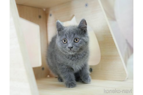 成約済の千葉県のスコティッシュフォールド-115099の10枚目