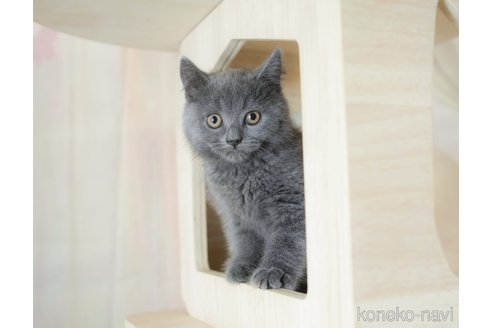成約済の千葉県のスコティッシュフォールド-115099の9枚目
