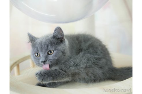 成約済の千葉県のスコティッシュフォールド-115099の8枚目