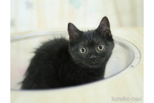 成約済の千葉県のスコティッシュフォールド-115100の11枚目