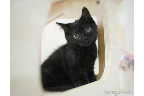 成約済の千葉県のスコティッシュフォールド-115100の7枚目