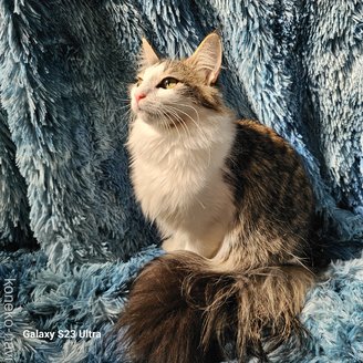 販売中の兵庫県のノルウェージャンフォレストキャット-95373の3枚目