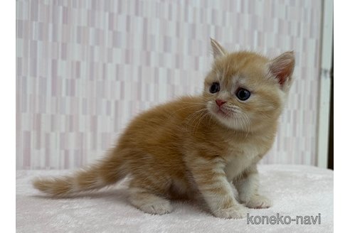 成約済の千葉県のマンチカン-114912の3枚目