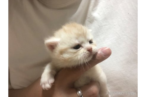 成約済の千葉県のスコティッシュフォールド-115106の5枚目