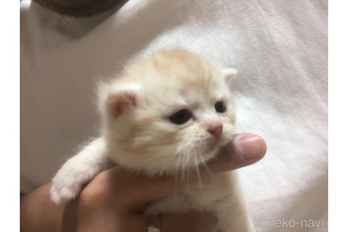 成約済の千葉県のスコティッシュフォールド-115106の9枚目