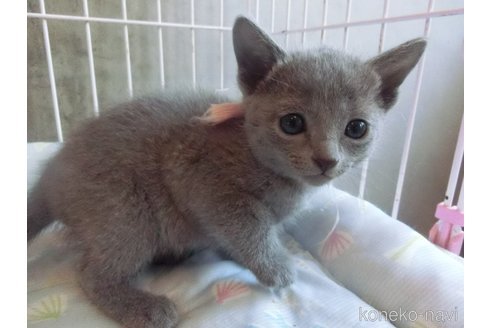 成約済の兵庫県のロシアンブルー-115107の1枚目
