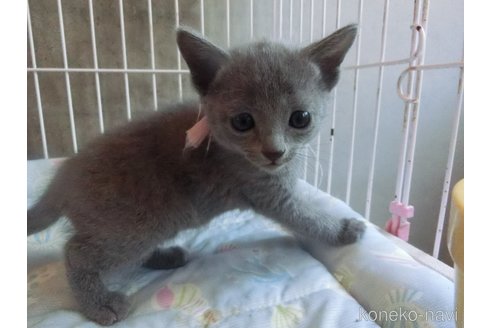 成約済の兵庫県のロシアンブルー-115107の5枚目