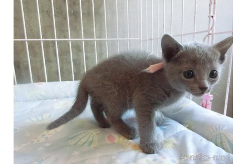 成約済の兵庫県のロシアンブルー-115107の4枚目