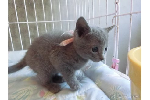 成約済の兵庫県のロシアンブルー-115107の3枚目