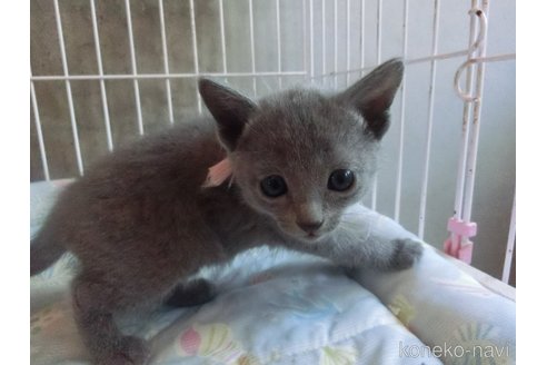 成約済の兵庫県のロシアンブルー-115107の2枚目