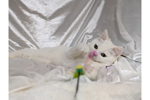 販売中の宮城県のスコティッシュフォールド-106257の8枚目