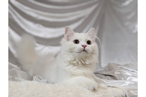 成約済の宮城県のスコティッシュフォールド-106256の2枚目